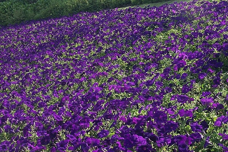 wimbledon-flowers.jpg