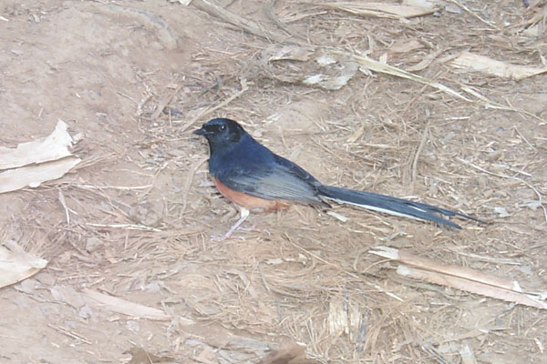2000-02-13_kauai/kalalau/14-bird.jpg
