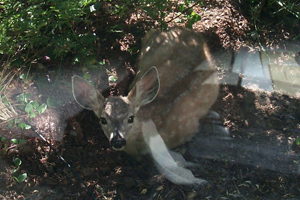 misc/deer-2001-08-01.jpg