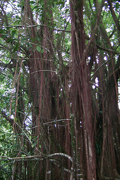 trips/2001-03_hawaii/2001-03-16/P0002322.jpg